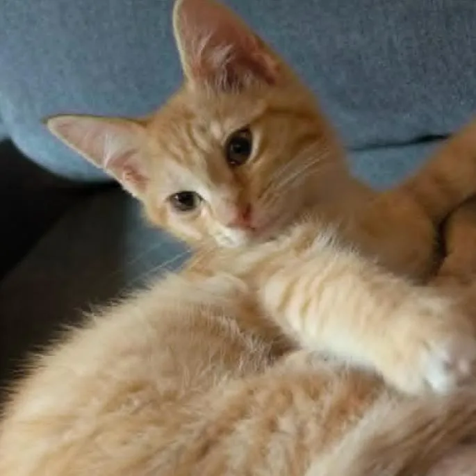 A baby small-sized male Orange / Red Domestic Short Hair cat named Achilles for adoption in Coralville, IA