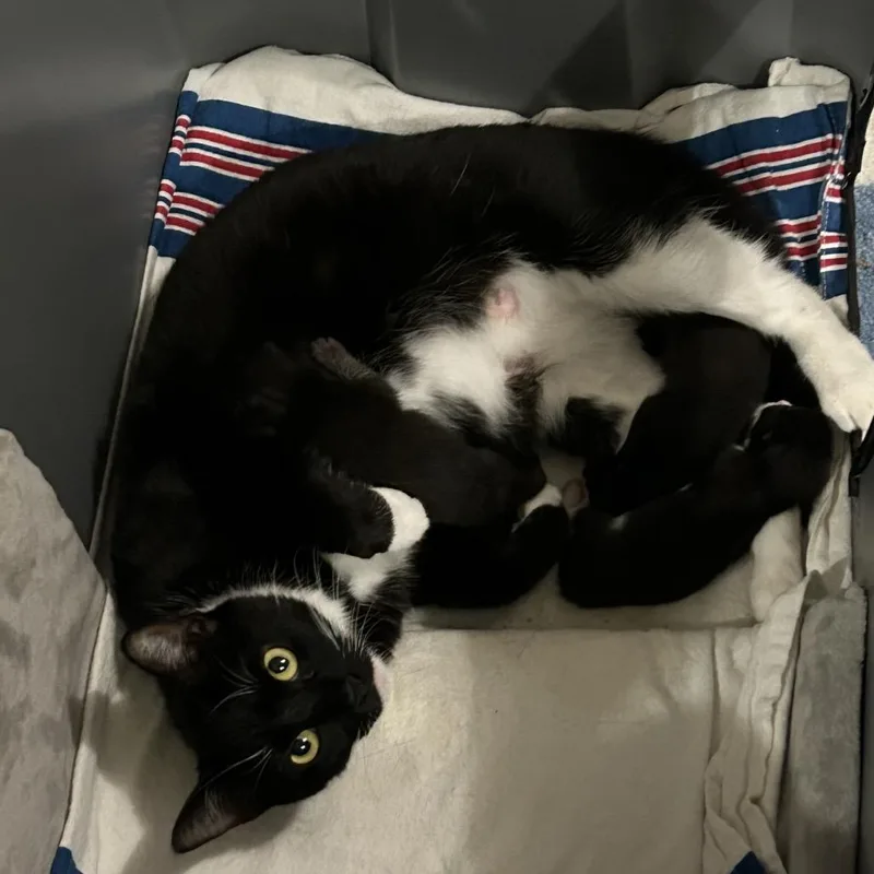 An adult medium-sized female Black Domestic Short Hair cat named Blackie for adoption in League City, TX