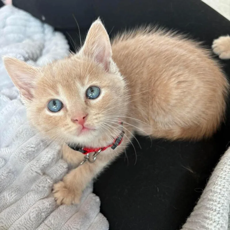 A baby small-sized male Buff / Tan / Fawn Domestic Short Hair cat named Obisanya for adoption in Lexington, KY