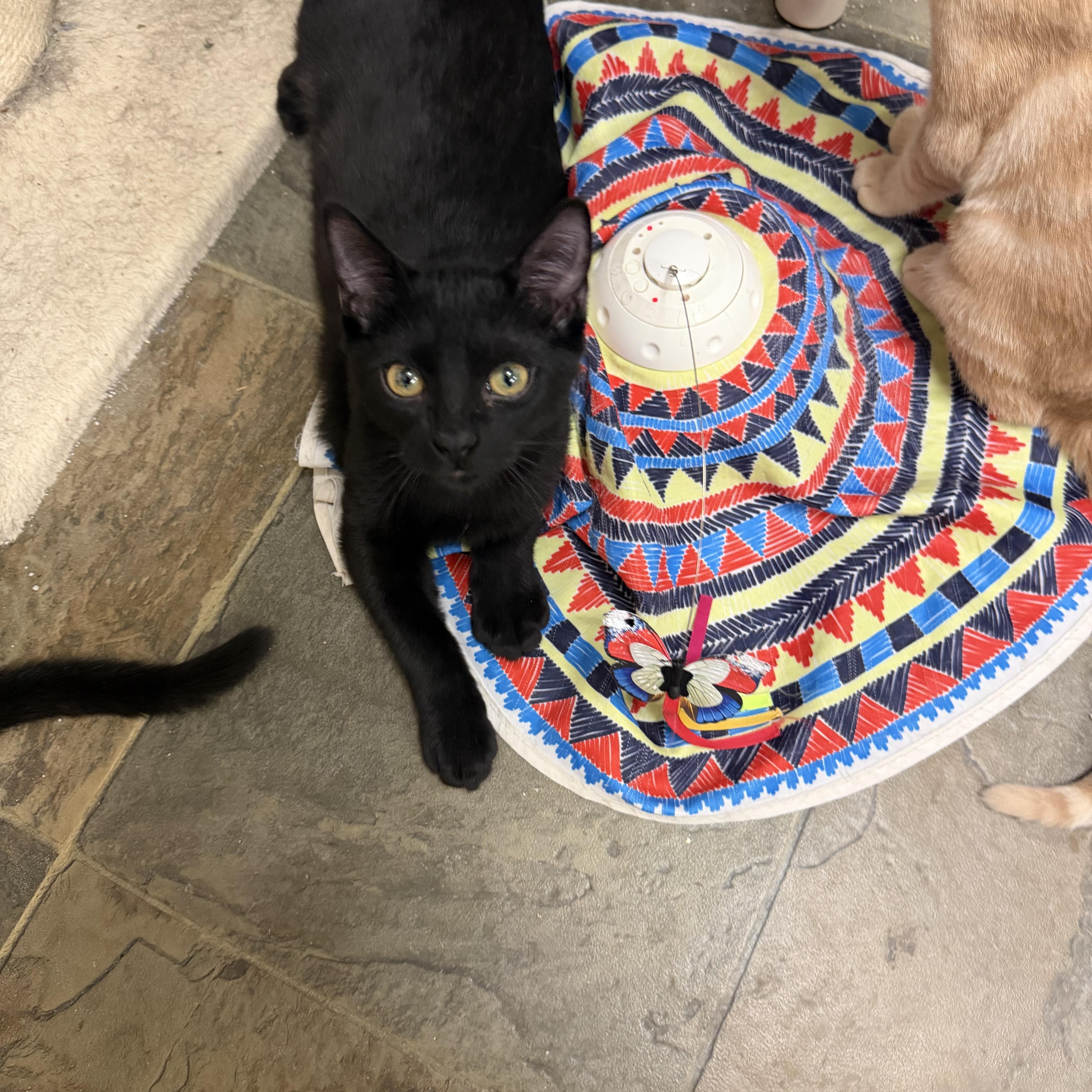 A young small-sized female Black Domestic Short Hair cat named Rae for adoption in Mauston, WI
