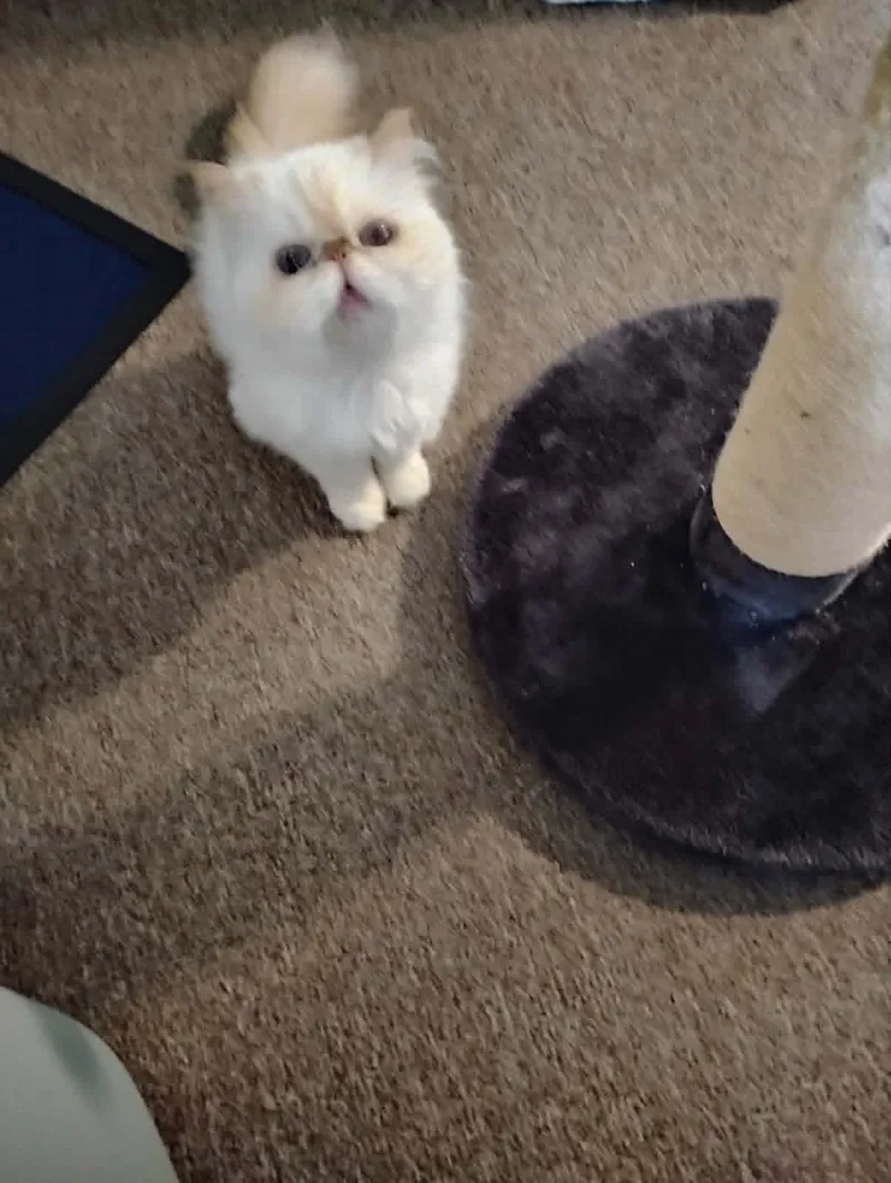 A senior medium-sized female Persian cat named Persian for adoption in Westfield, MA