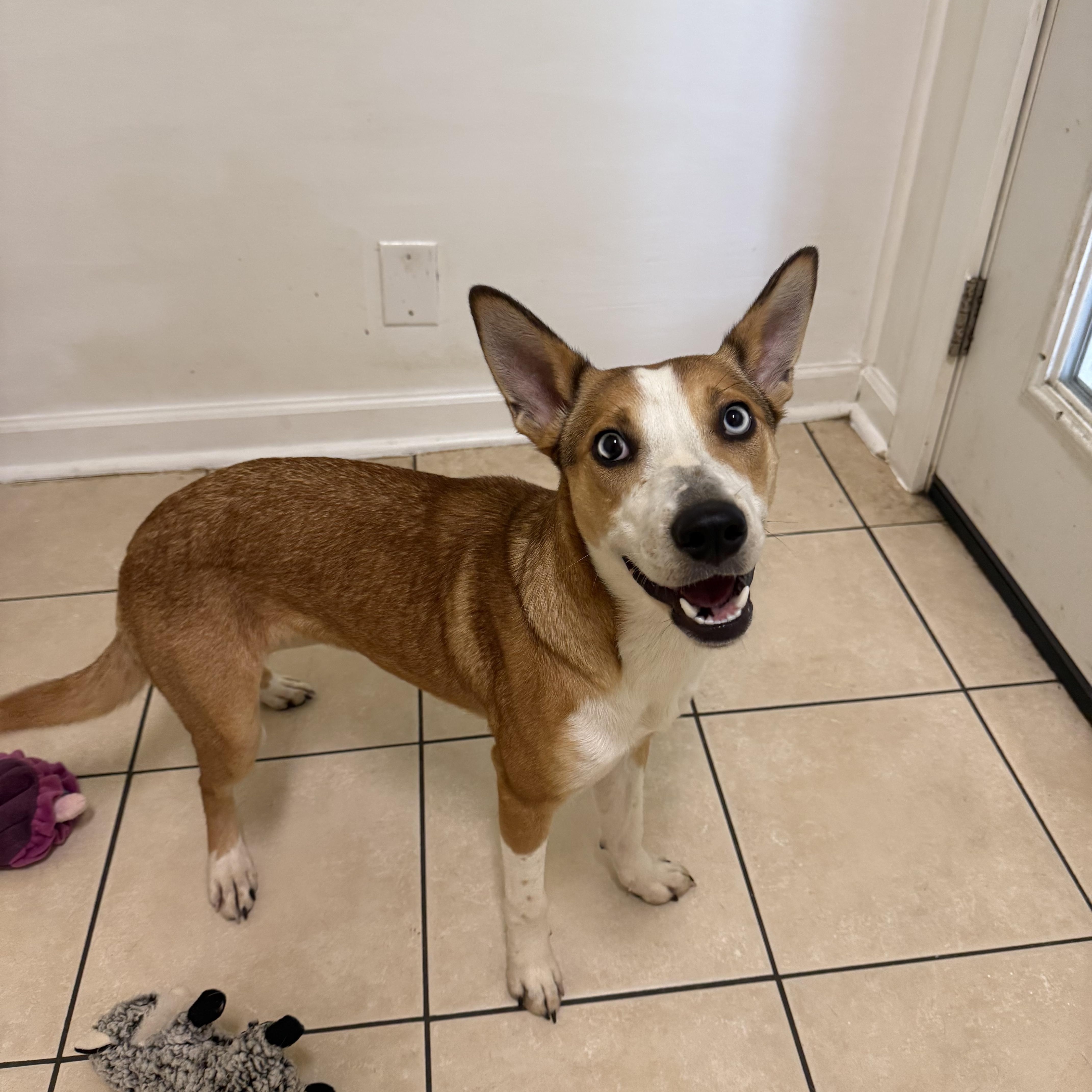A baby medium-sized female Brown / Chocolate Mixed Breed dog named Biscuit for adoption in Hendersonville, TN