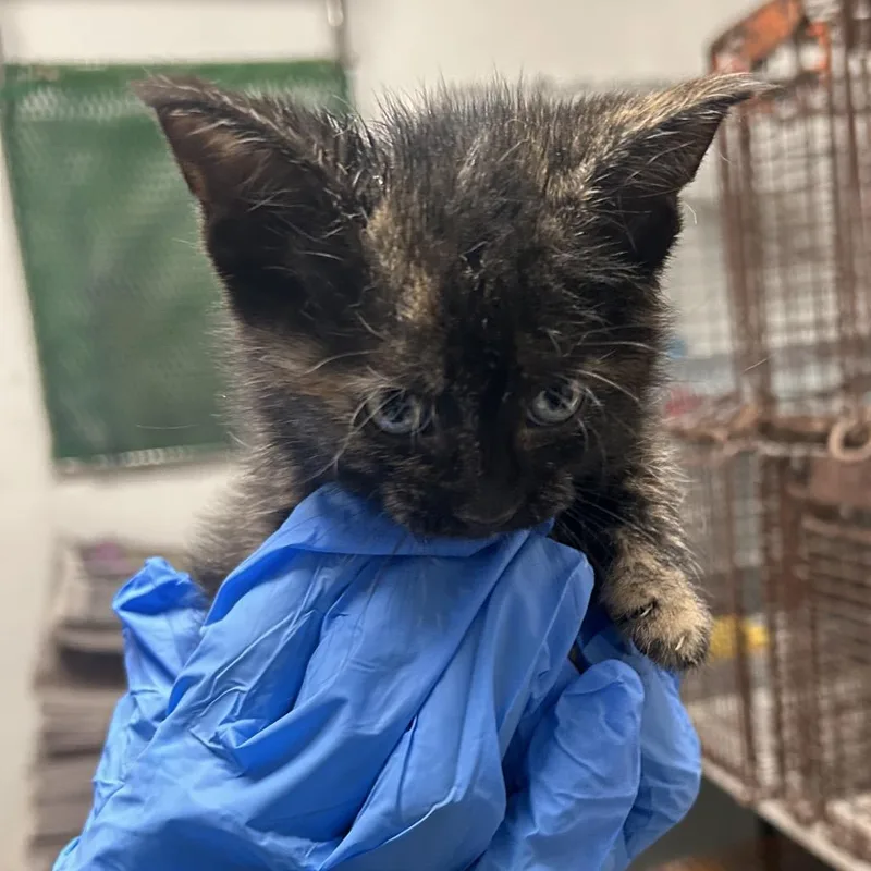 A baby small-sized male Gray / Blue / Silver Domestic Short Hair cat named Hollery for adoption in Philadelphia, PA