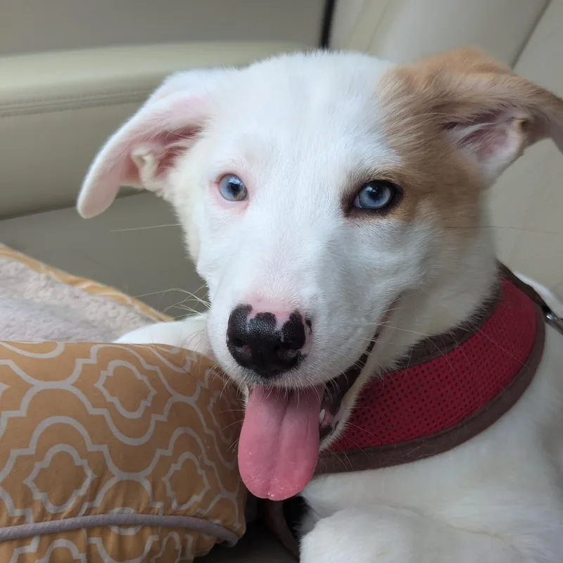A young medium-sized female Australian Shepherd dog named Radish for adoption in Austin, TX