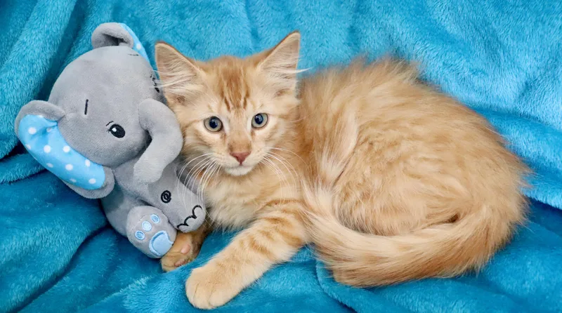 A baby large-sized male Orange / Red Maine Coon cat named Mac N' Cheese for adoption in Saint Augustine, FL