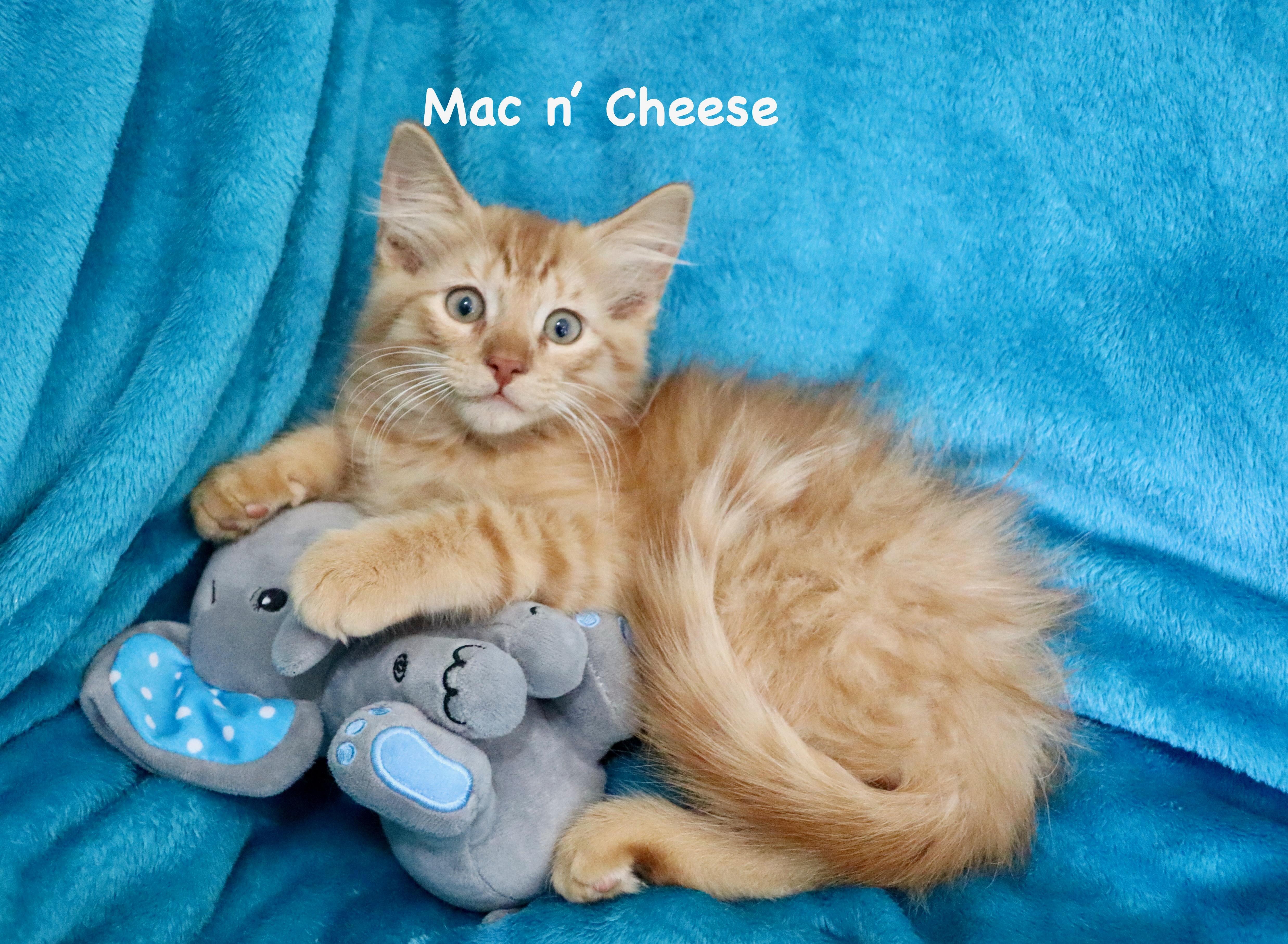 Mac N' Cheese thumbnail 6