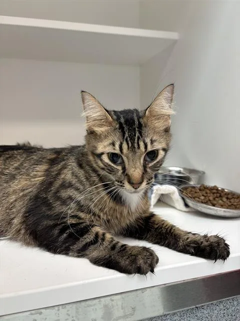 A young medium-sized female Domestic Short Hair cat named Muduh for adoption in Indianapolis, IN