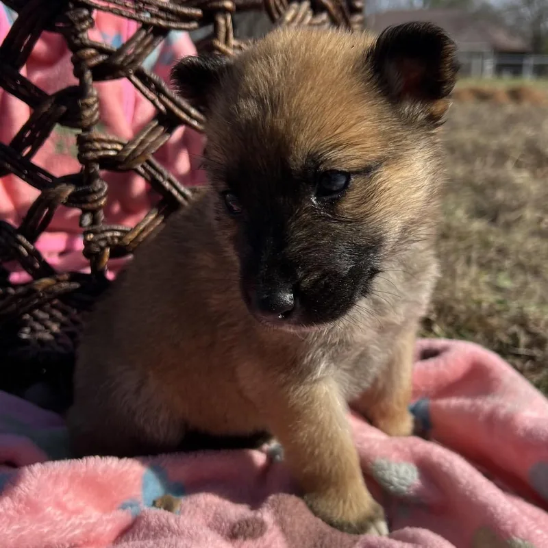 A young medium-sized male Yellow / Tan / Blond / Fawn German Shepherd Dog dog named Comet for adoption in Aledo, TX