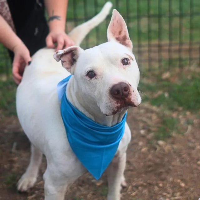 An adult large-sized male American Staffordshire Terrier dog named Rocky for adoption in San Antonio, TX