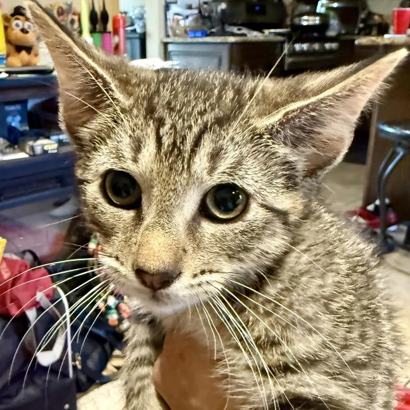 A baby small-sized male Brown / Chocolate Domestic Short Hair cat named Monty for adoption in Middle Village, NY