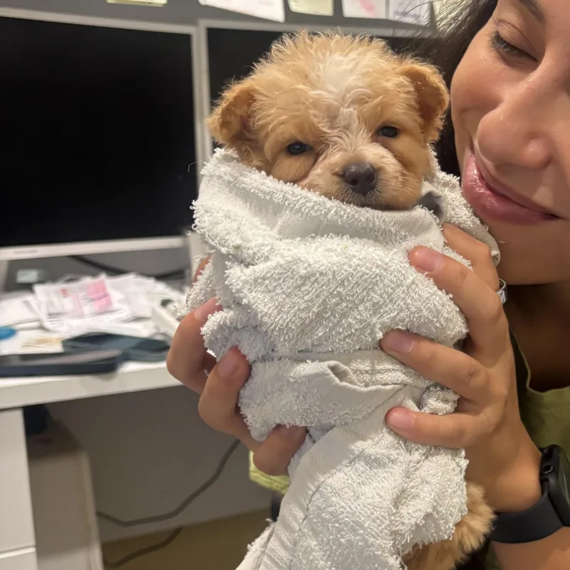 A baby medium-sized female Australian Shepherd dog named Willow for adoption in Rancho Santa Margarita, CA