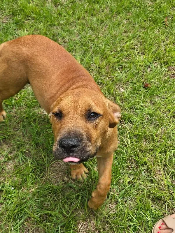 An adult medium-sized female Red / Chestnut / Orange Labrador Retriever dog named Isabee for adoption in Mobile, AL