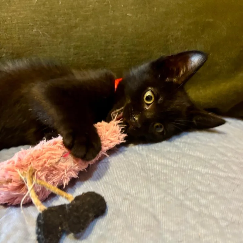 A baby small-sized male Black Domestic Short Hair cat named Creek Siblings: Dawson for adoption in Washington, DC