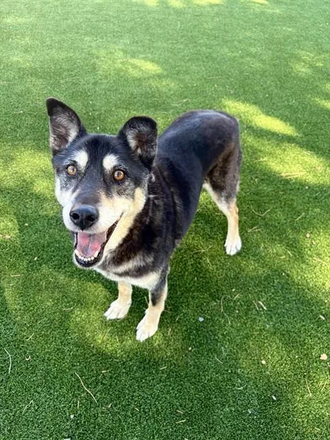 An adult medium-sized male Labrador Retriever dog named Buster for adoption in Castaic, CA