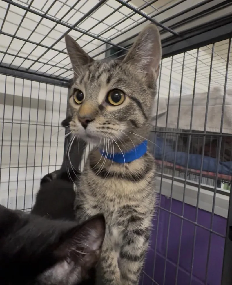 A baby medium-sized male Domestic Short Hair cat named Alora for adoption in St. Albans, VT