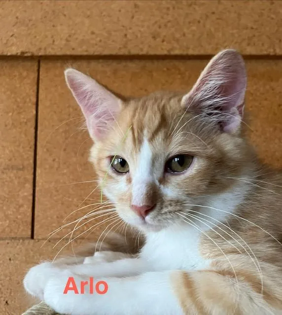 A baby medium-sized male Domestic Short Hair cat named Arlo for adoption in Zimmerman, MN