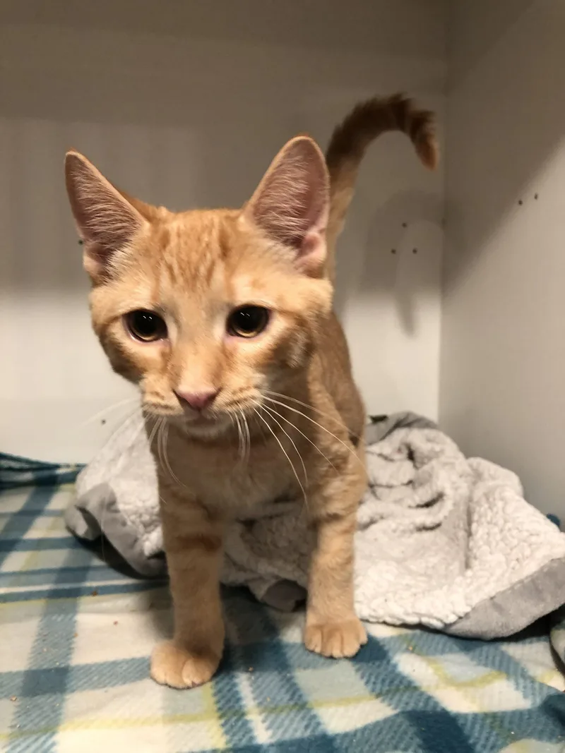 A young small-sized female Tabby (Orange / Red) Domestic Short Hair cat named Clementine for adoption in Seven Valleys, PA