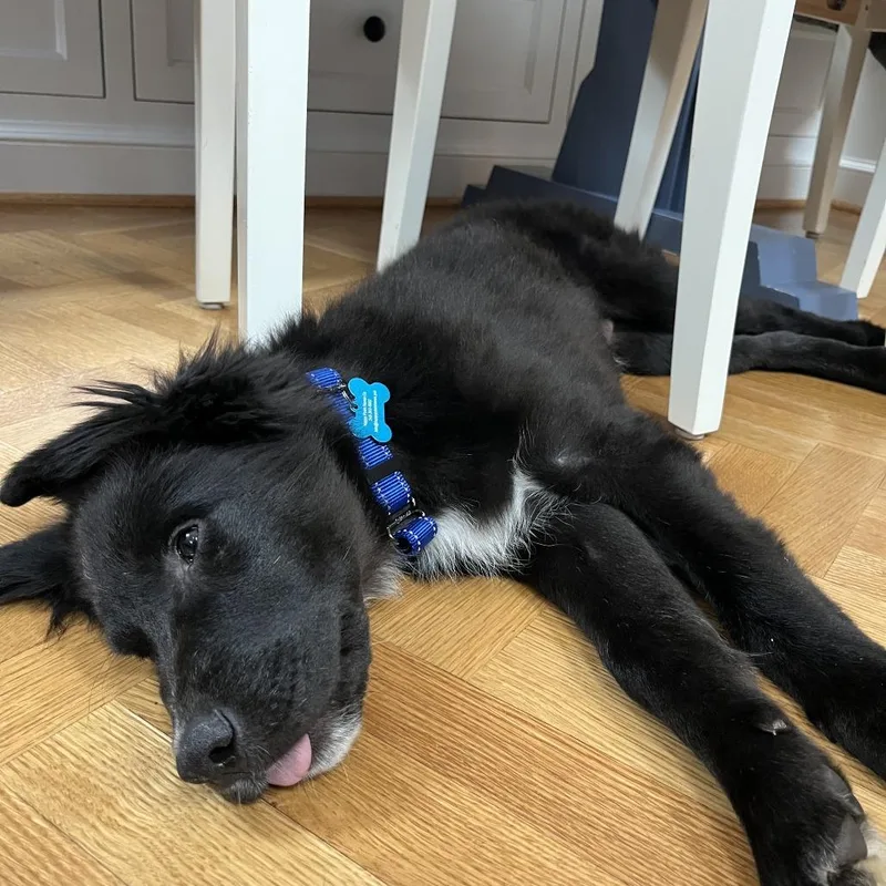 A baby large-sized male Black Mixed Breed dog named Riddoc for adoption in Ferndale, MI