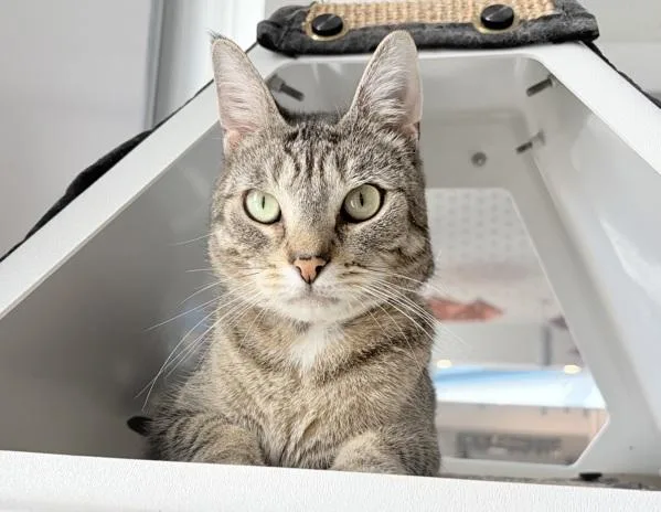An adult medium-sized male Domestic Short Hair cat named Pear for adoption in Ridgewood, NY