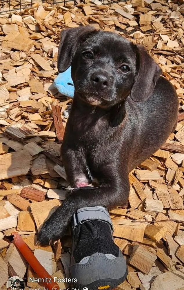 A baby small-sized female Black Dachshund dog named ToH : Mikhayla for adoption in Aurora, IN