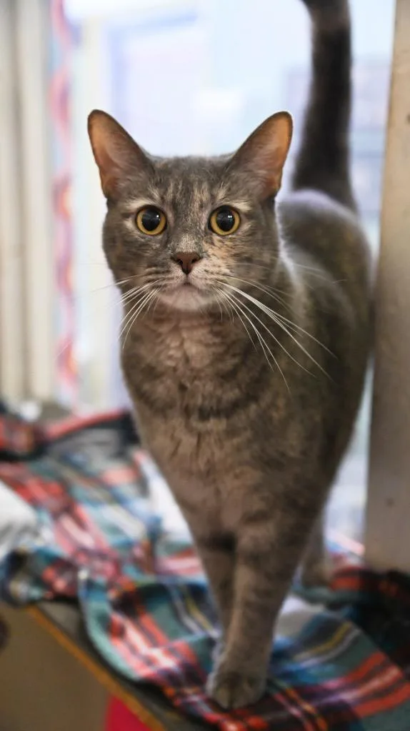 A young medium-sized female Domestic Short Hair cat named Millie for adoption in St. James City, FL