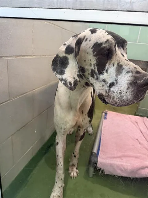 An adult extra large-sized male Great Dane dog named Oreo for adoption in Dallas, TX