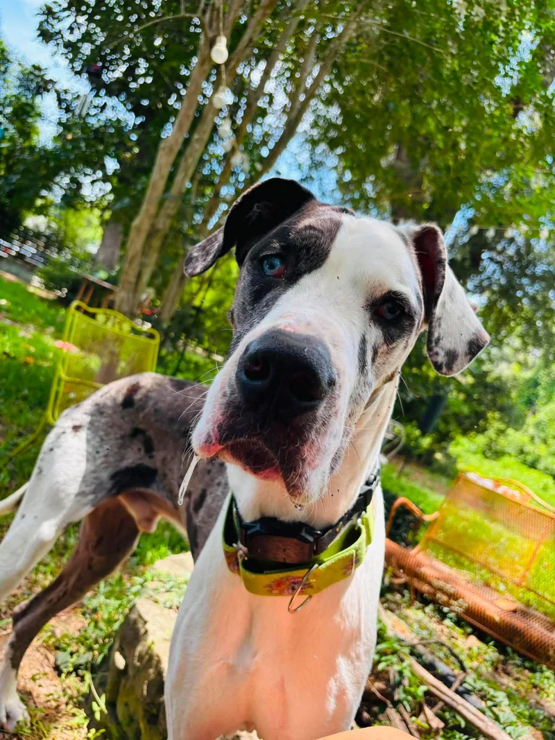 An adult extra large-sized male Great Dane dog named Phantom aka Blue for adoption in Pensacola, FL