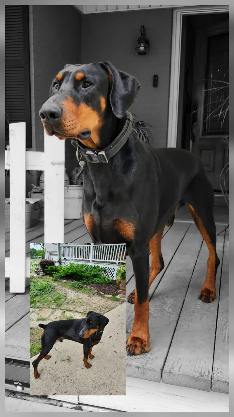 A young large-sized male Black Doberman Pinscher dog named Romeo for adoption in Benbrook, TX