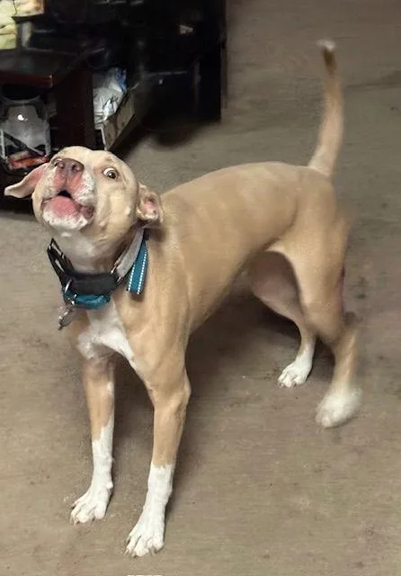An adult medium-sized female Pit Bull Terrier dog named Blondie for adoption in Chandler, AZ