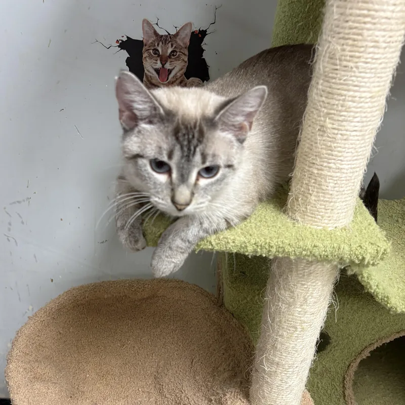Lola thumbnail 3