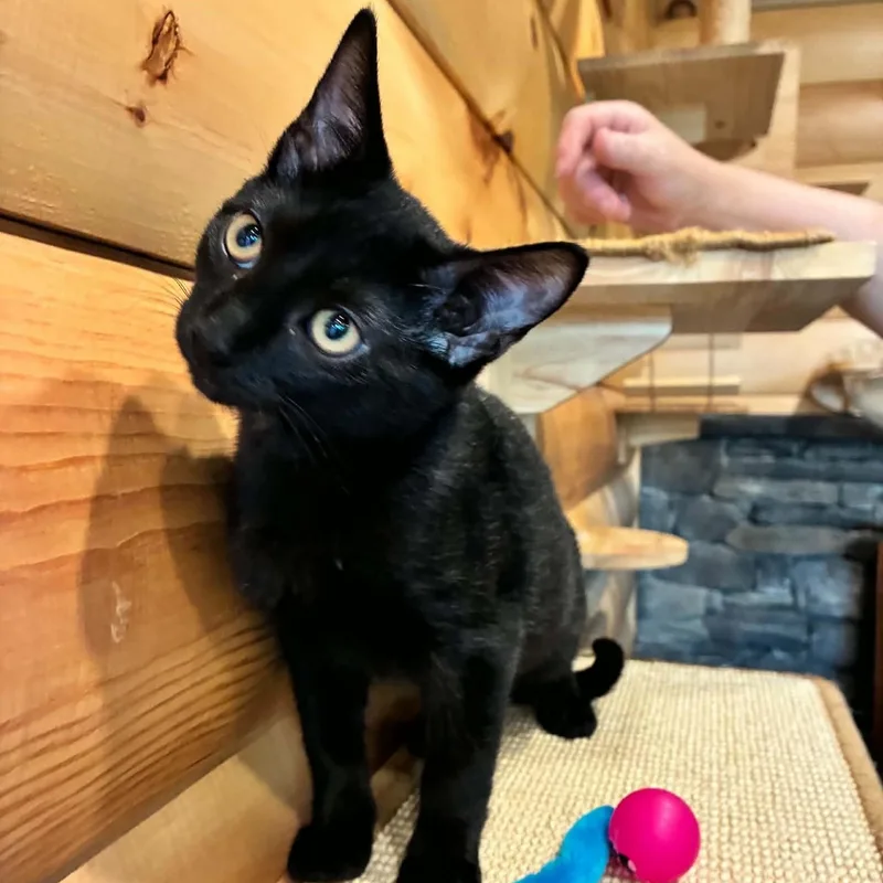 A baby medium-sized male Black Domestic Short Hair cat named Midnight for adoption in Hawley, PA