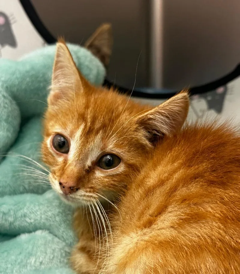 A baby medium-sized female Domestic Short Hair cat named Paradise for adoption in Jonesboro, AR
