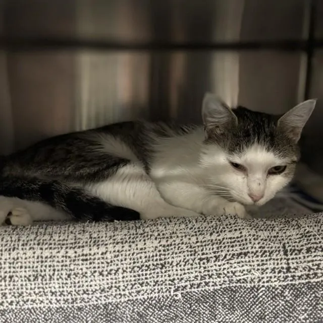 A young large-sized female Domestic Short Hair cat named Callie for adoption in Huntsville, AL