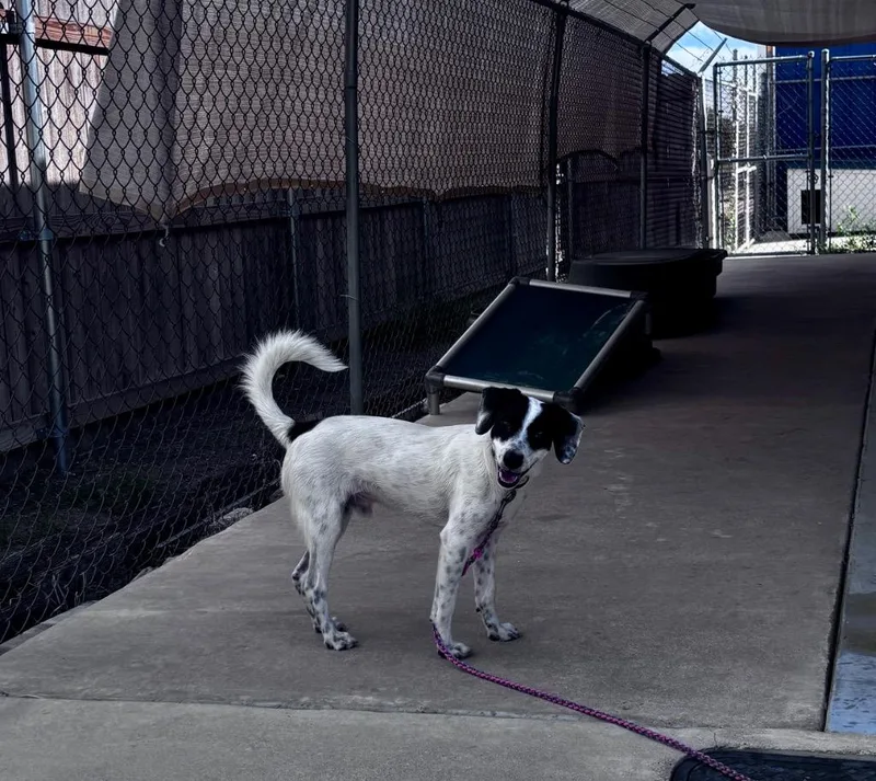 A young medium-sized male Jack Russell Terrier dog named Jester for adoption in Luling, TX