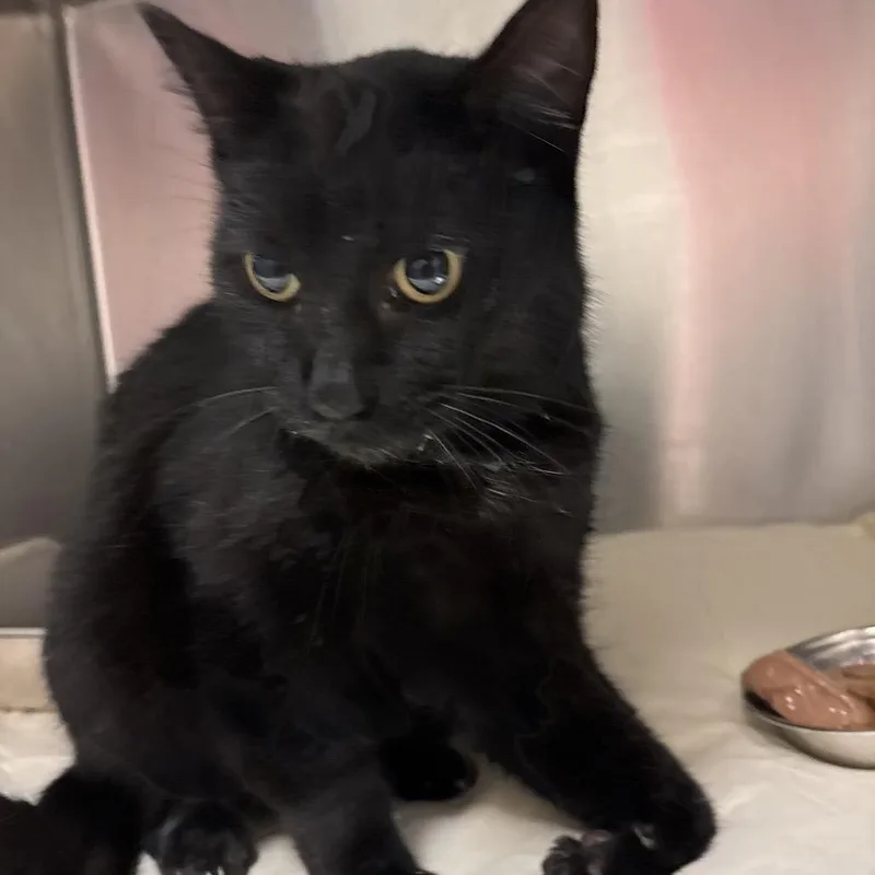 A senior medium-sized male Domestic Short Hair cat named StrayNorthLindenDrive"Lucky" for adoption in Columbus, GA