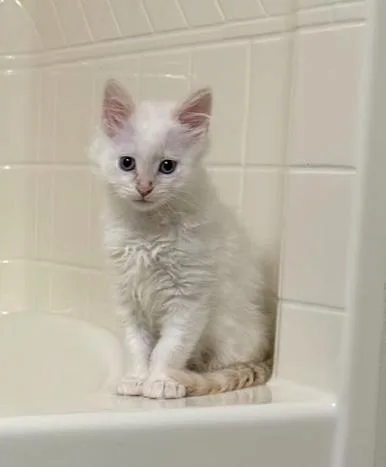A baby medium-sized male Domestic Long Hair cat named Simon for adoption in Coralville, IA