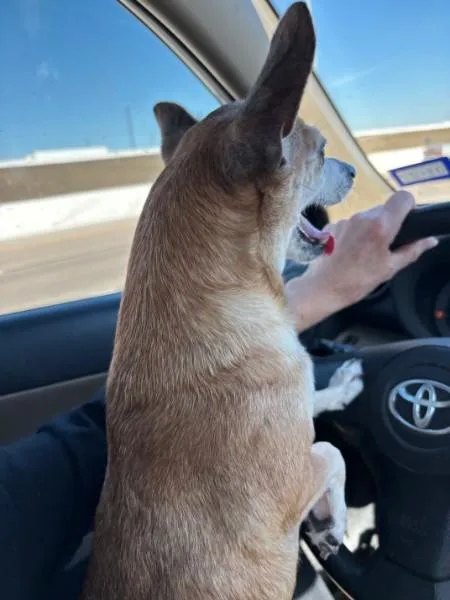 A senior small-sized female Yellow / Tan / Blond / Fawn Chihuahua dog named Pixie  TX for adoption in Bryan, TX