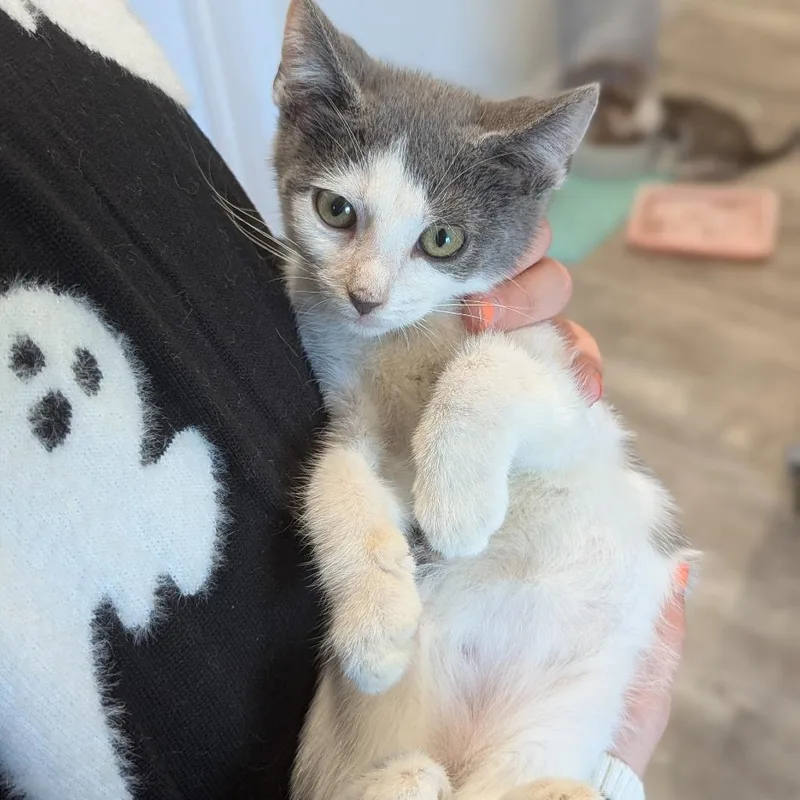 A baby small-sized male Gray / Blue / Silver Domestic Short Hair cat named Pablo for adoption in La Grange, KY