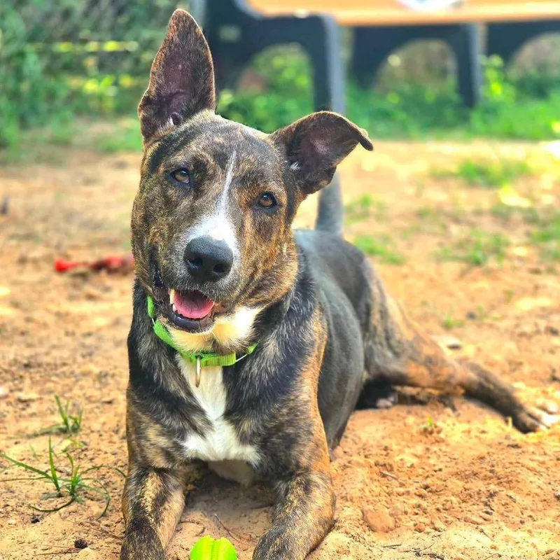 An adult large-sized female Black Cattle Dog dog named Solstice for adoption in Spring, TX