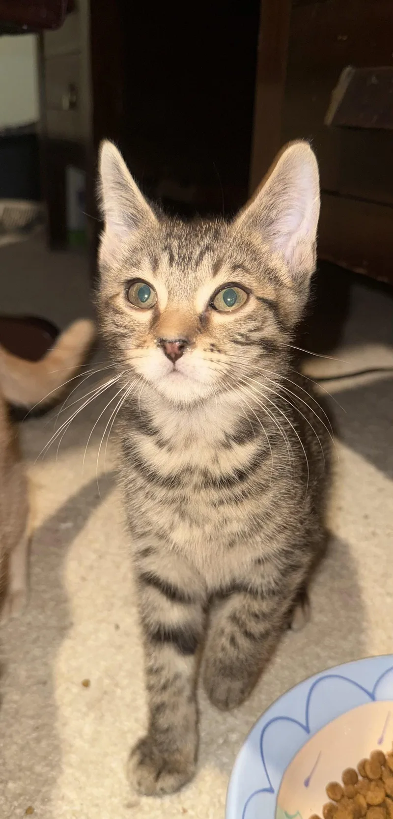 A young medium-sized male Domestic Short Hair cat named Machiavelli for adoption in Royal Palm Beach, FL