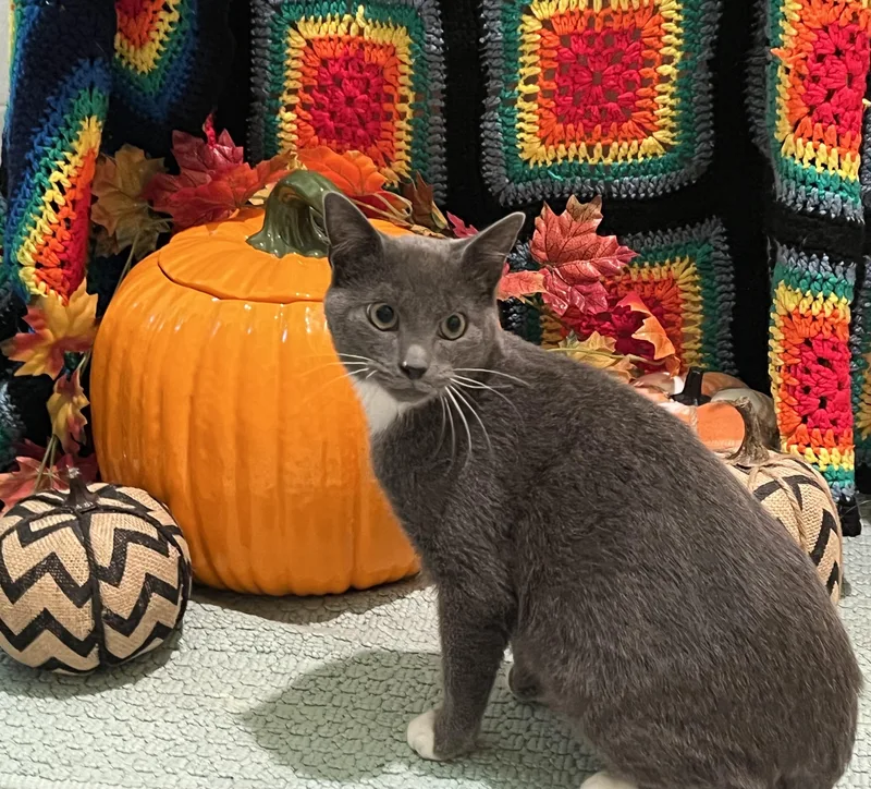 A baby medium-sized male Gray & White Domestic Short Hair cat named George and Paul for adoption in Mayfield, NY