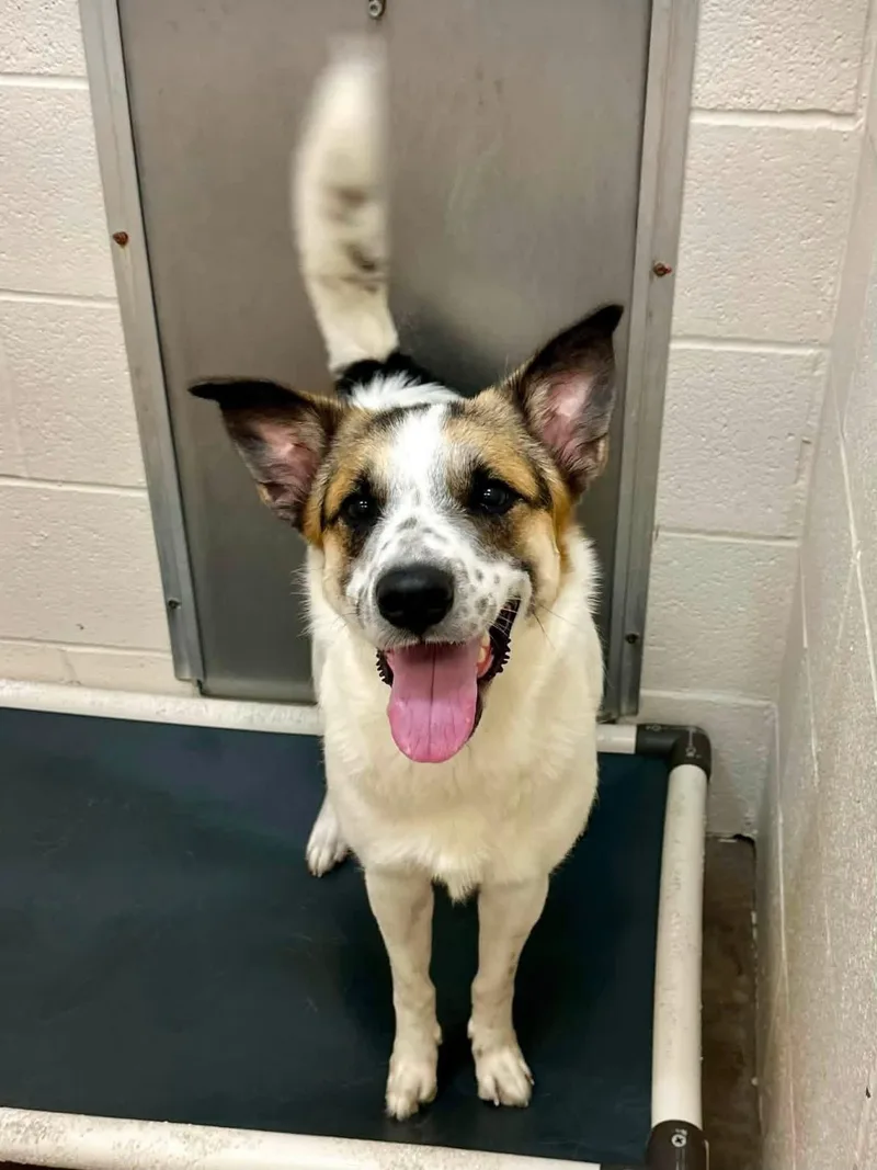 A young medium-sized female Tricolor (Brown, Black, & White) Akita dog named Stinger for adoption in Sherman, TX