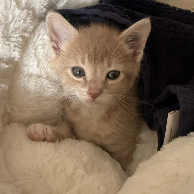 A baby small-sized male Orange / Red Domestic Short Hair cat named Cashmere for adoption in Long Beach, CA