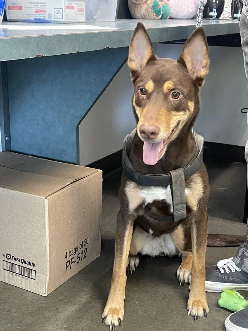 An adult large-sized female Doberman Pinscher dog named Kashh for adoption in Chatsworth, CA