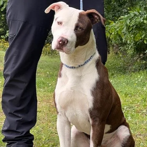 An adult medium-sized male White / Cream Pit Bull Terrier dog named Cornelius for adoption in Bartlett, TN