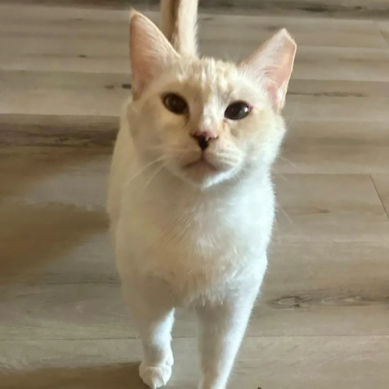 An adult medium-sized female Flame Point Domestic Short Hair cat named Gillie for adoption in Queen Creek, AZ