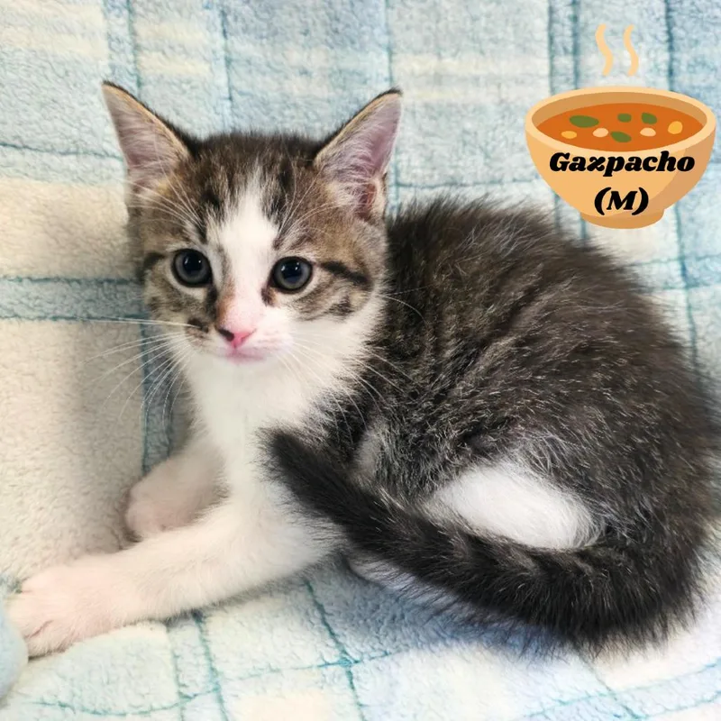 Gazpacho