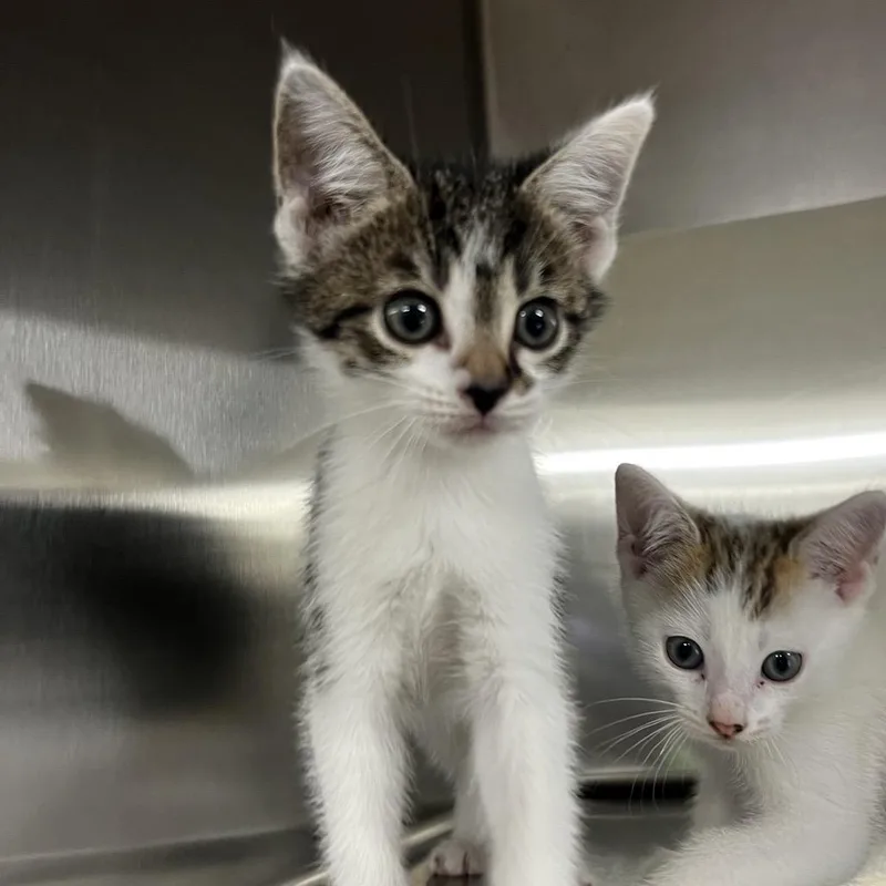 A baby small-sized female White Domestic Short Hair cat named Freckles for adoption in Harrisville, WV