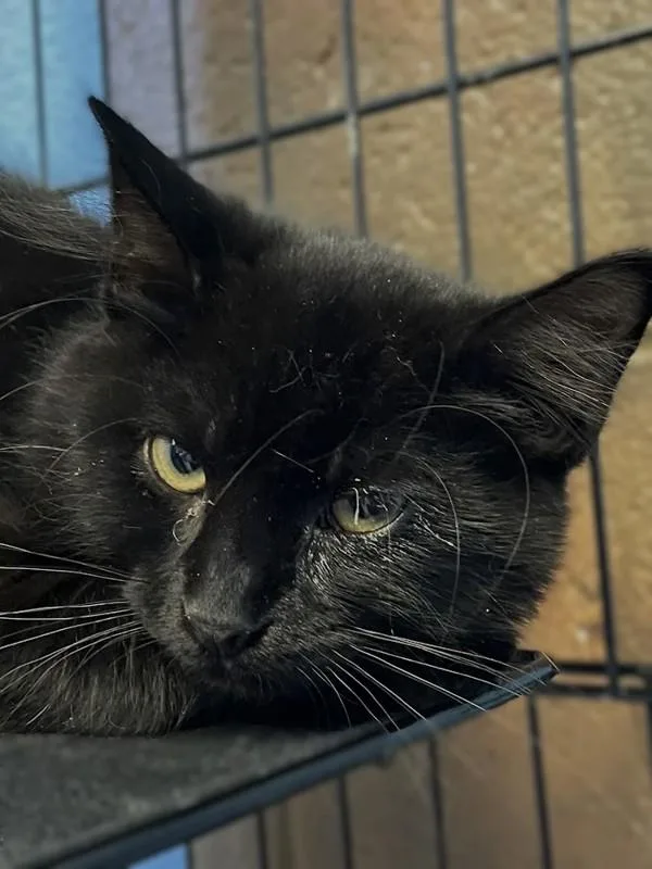 A baby small-sized male Domestic Medium Hair cat named Ollie for adoption in Roanoke, VA
