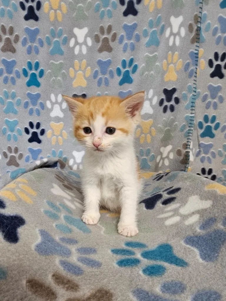 A baby small-sized female Domestic Short Hair cat named Sunset for adoption in Wabash, IN